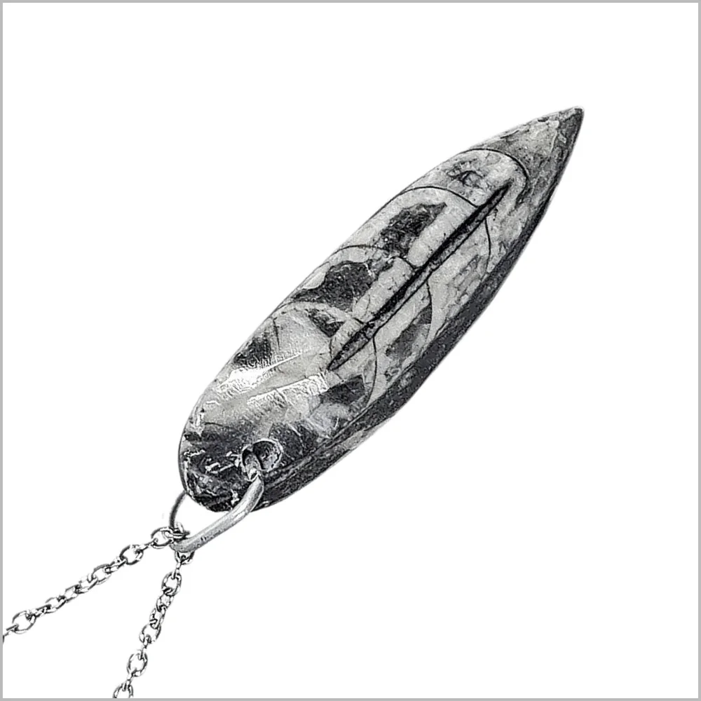 Genuine Orthoceras Fossil Pendant with Stainless Steel Necklace. NWOT